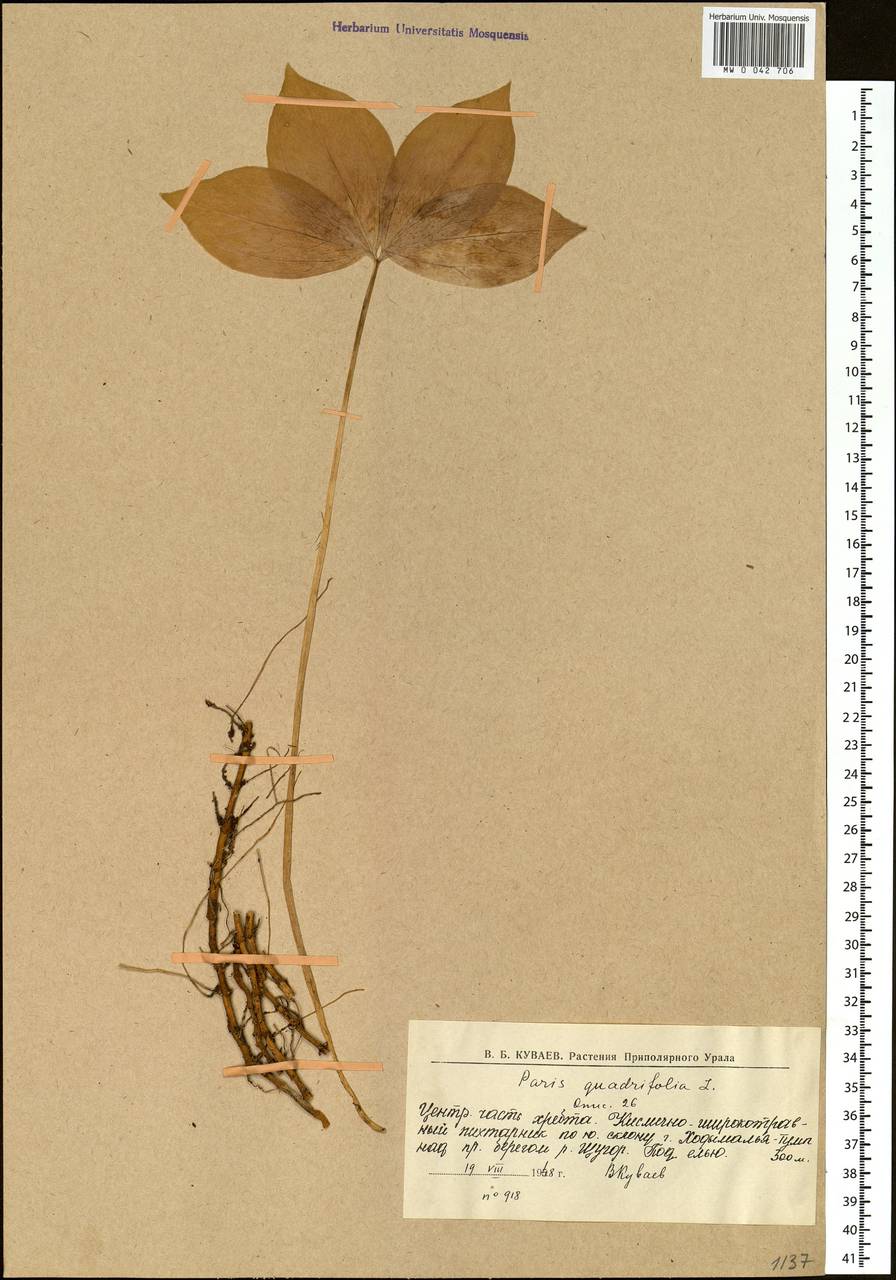 Paris quadrifolia L., Eastern Europe, Northern region (E1) (Russia)