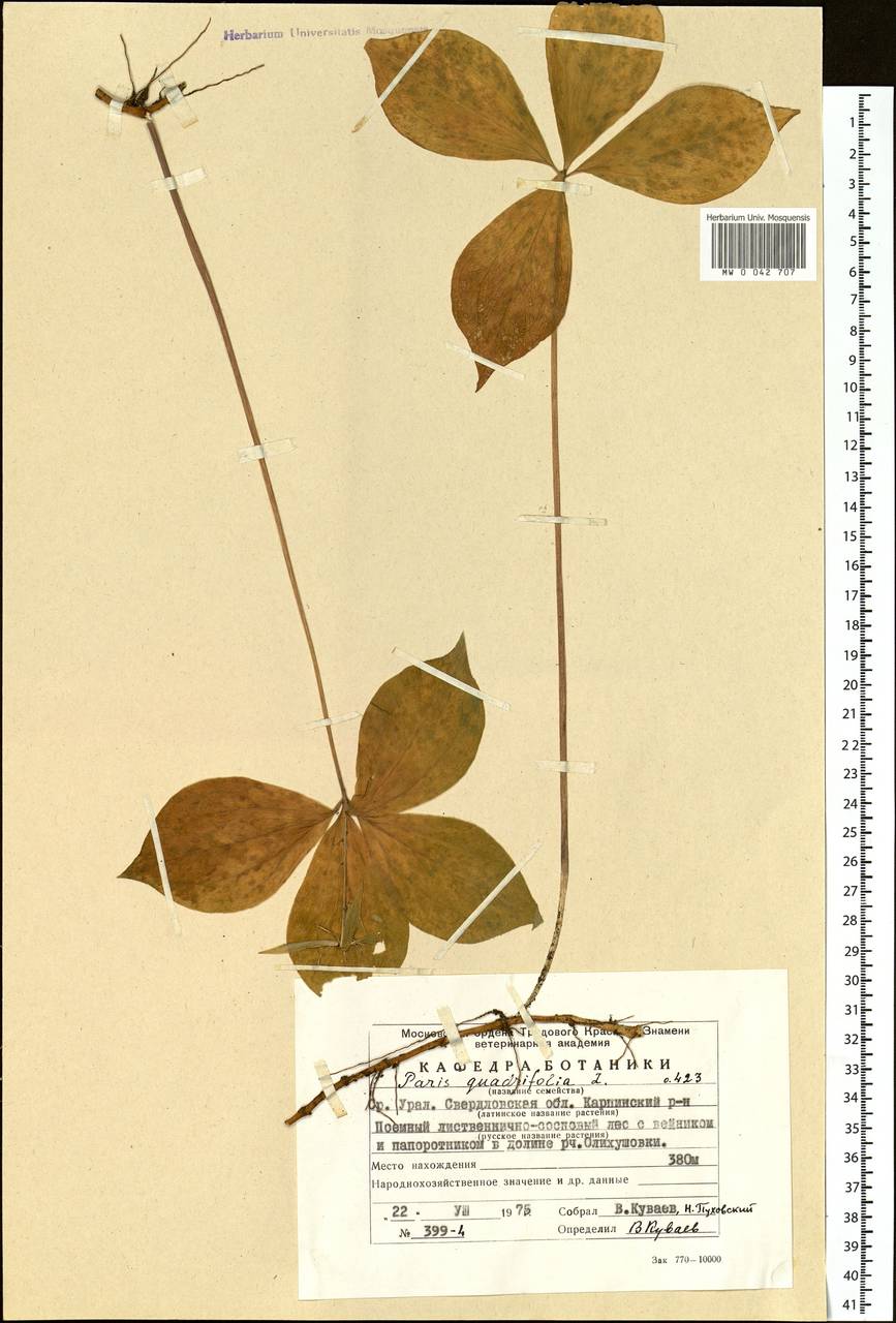 Paris quadrifolia L., Eastern Europe, Eastern region (E10) (Russia)