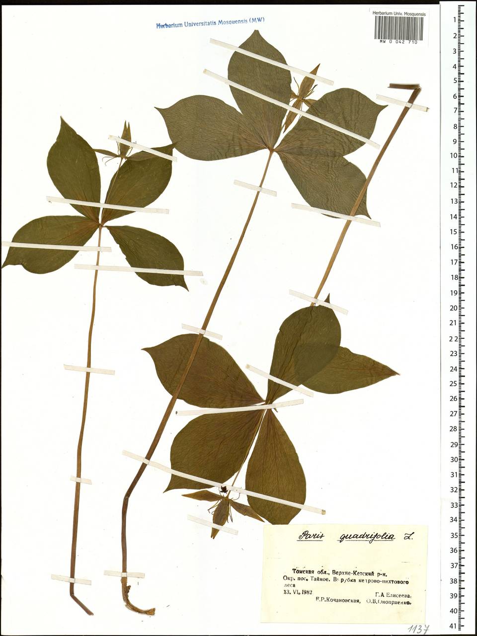 Paris quadrifolia L., Siberia, Western Siberia (S1) (Russia)