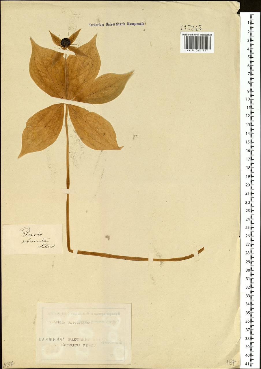 Paris verticillata M.Bieb., Siberia, Altai & Sayany Mountains (S2) (Russia)