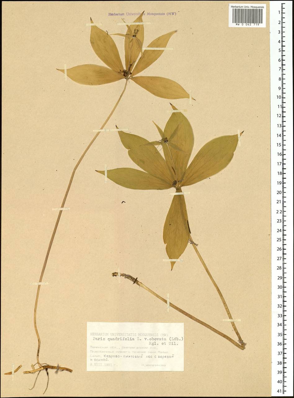 Paris verticillata M.Bieb., Siberia, Western Siberia (S1) (Russia)