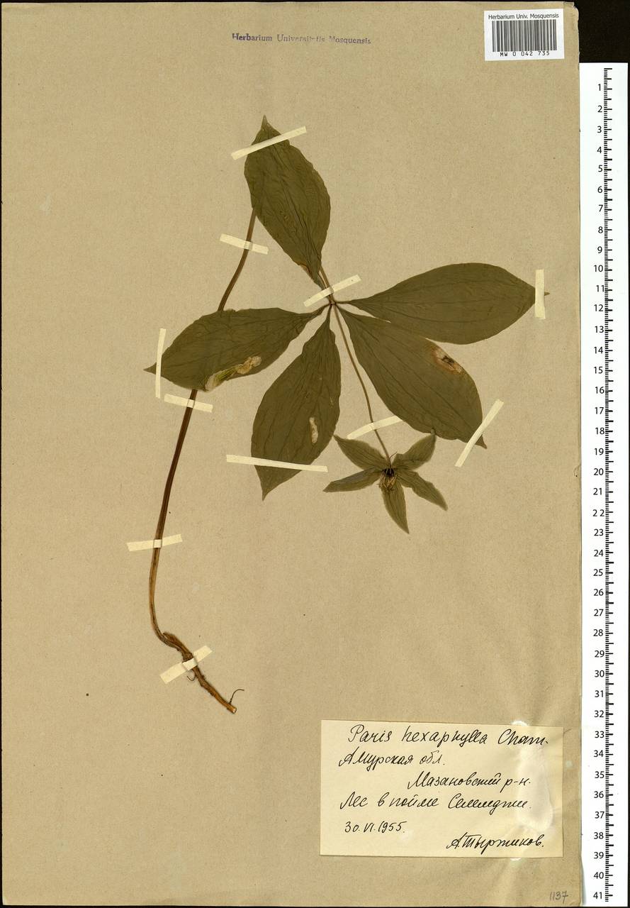 Paris verticillata M.Bieb., Siberia, Russian Far East (S6) (Russia)