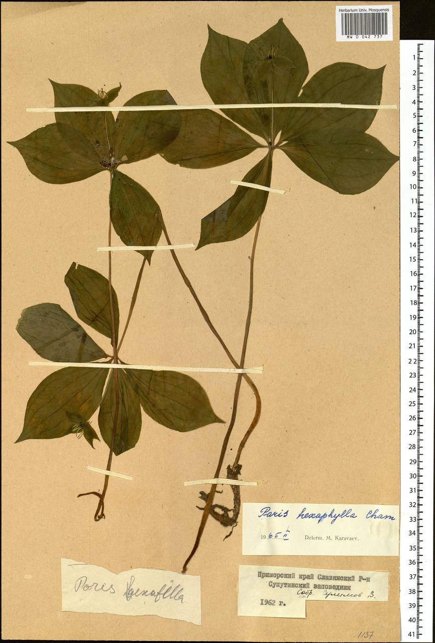 Paris verticillata M.Bieb., Siberia, Russian Far East (S6) (Russia)