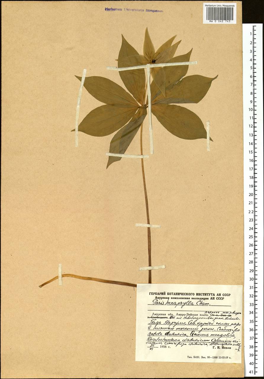 Paris verticillata M.Bieb., Siberia, Russian Far East (S6) (Russia)