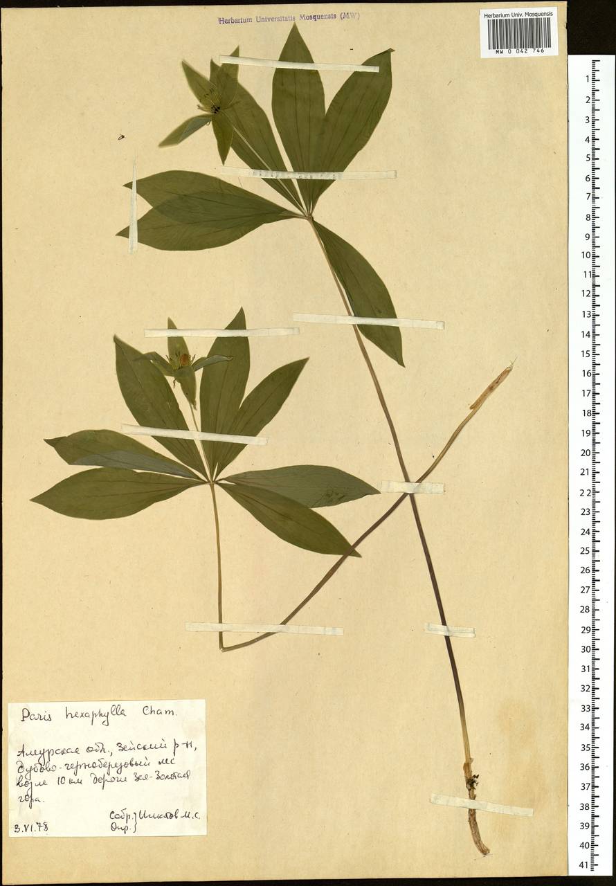 Paris verticillata M.Bieb., Siberia, Russian Far East (S6) (Russia)