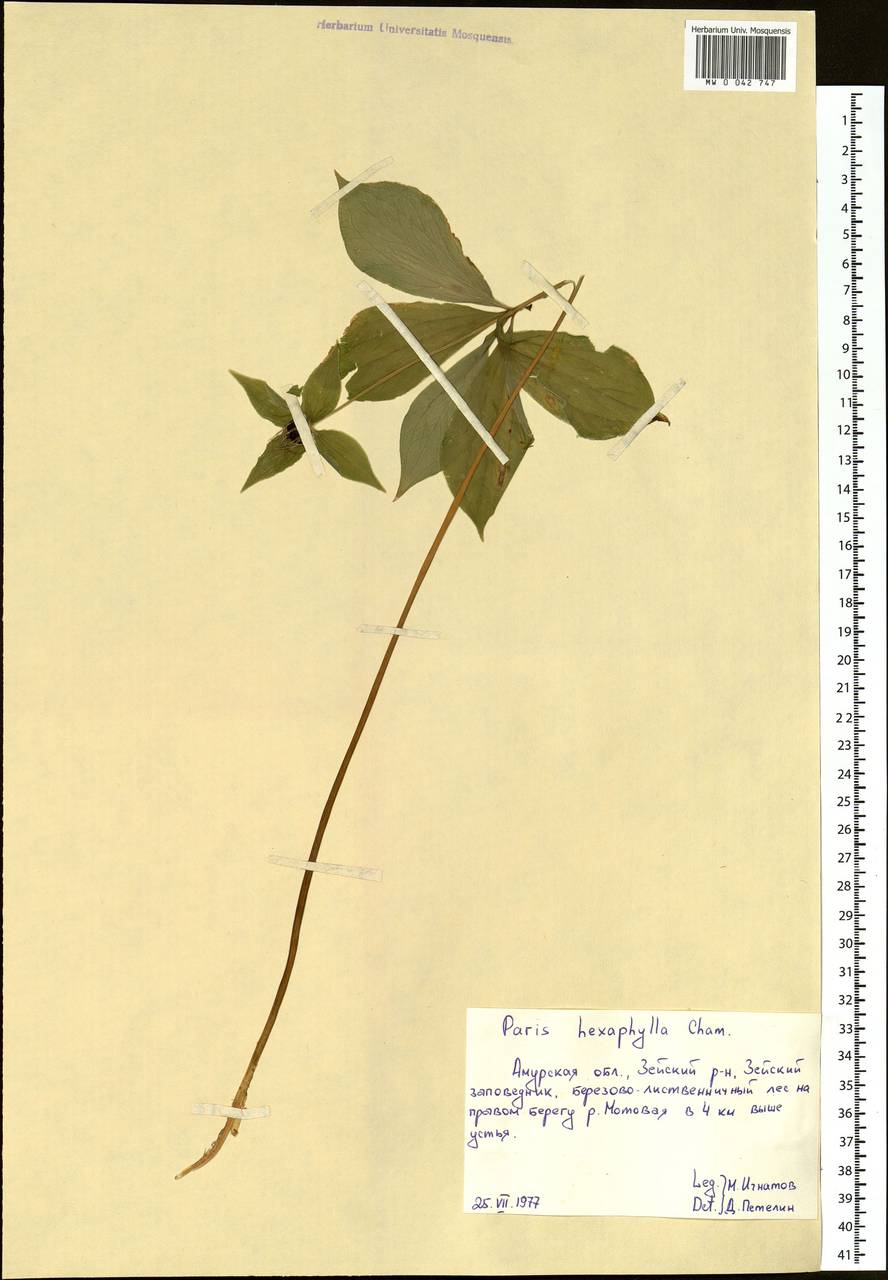 Paris verticillata M.Bieb., Siberia, Russian Far East (S6) (Russia)