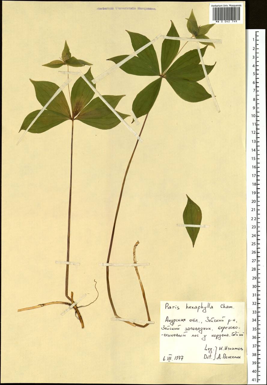 Paris verticillata M.Bieb., Siberia, Russian Far East (S6) (Russia)