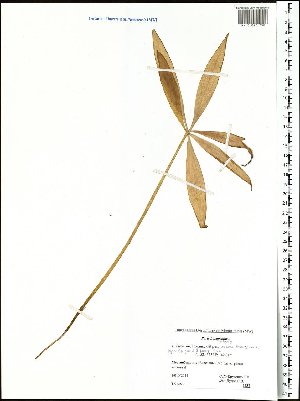 Paris verticillata M.Bieb., Siberia, Russian Far East (S6) (Russia)