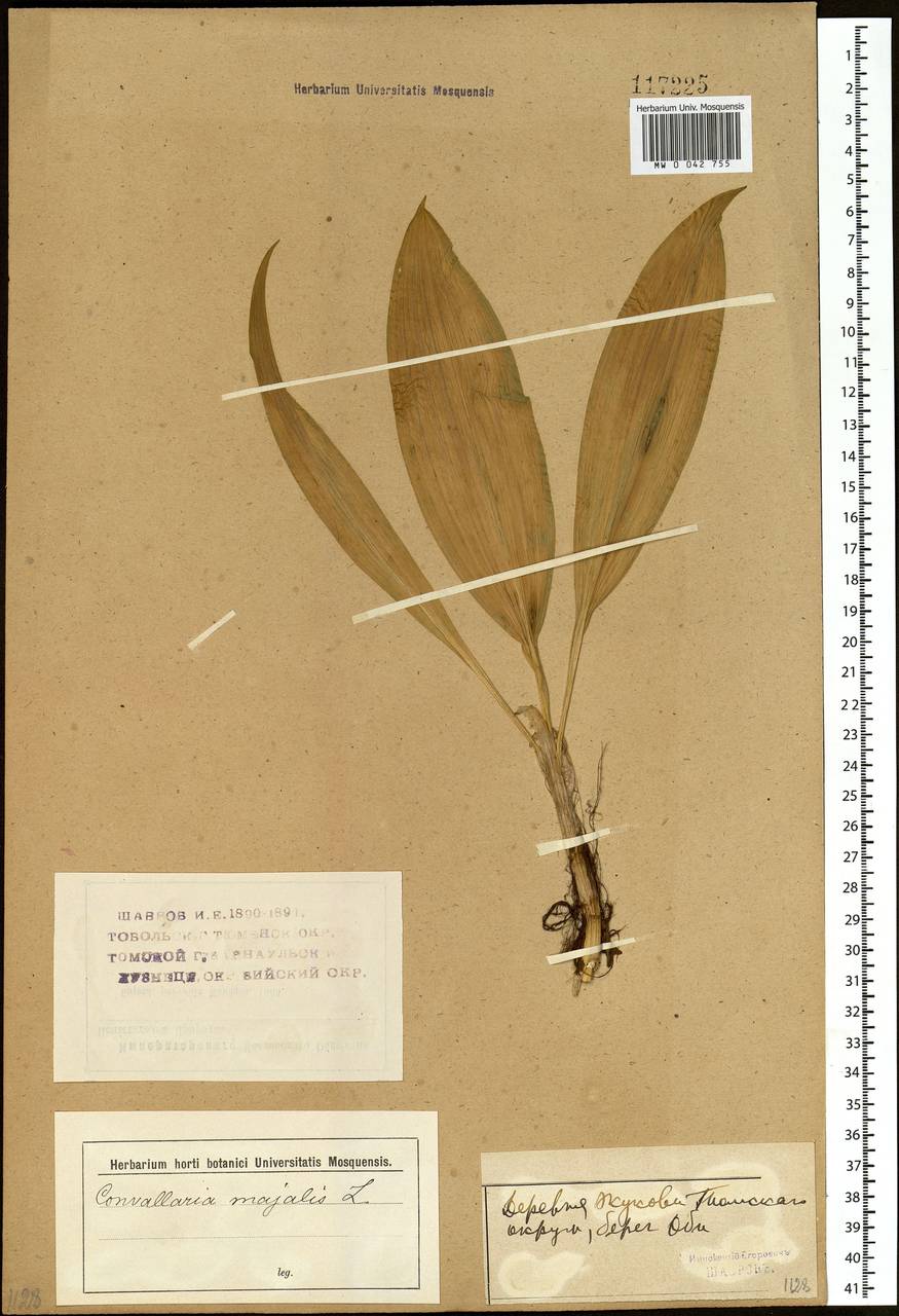 Convallaria majalis L., Siberia, Western Siberia (S1) (Russia)