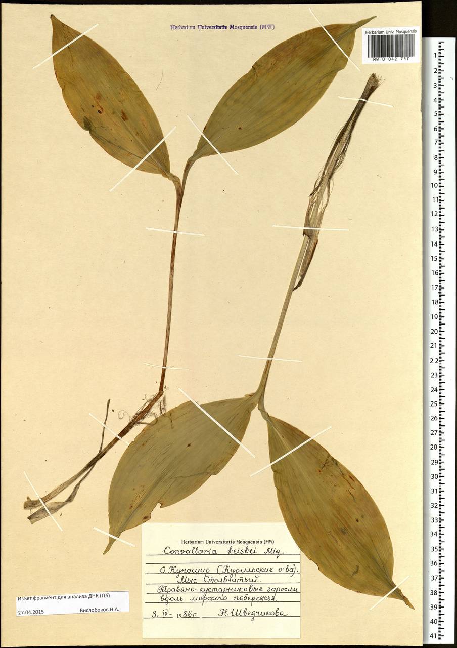 Convallaria keiskei Miq., Siberia, Russian Far East (S6) (Russia)