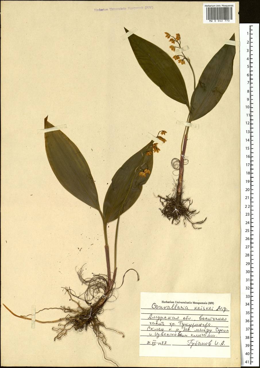 Convallaria keiskei Miq., Siberia, Russian Far East (S6) (Russia)