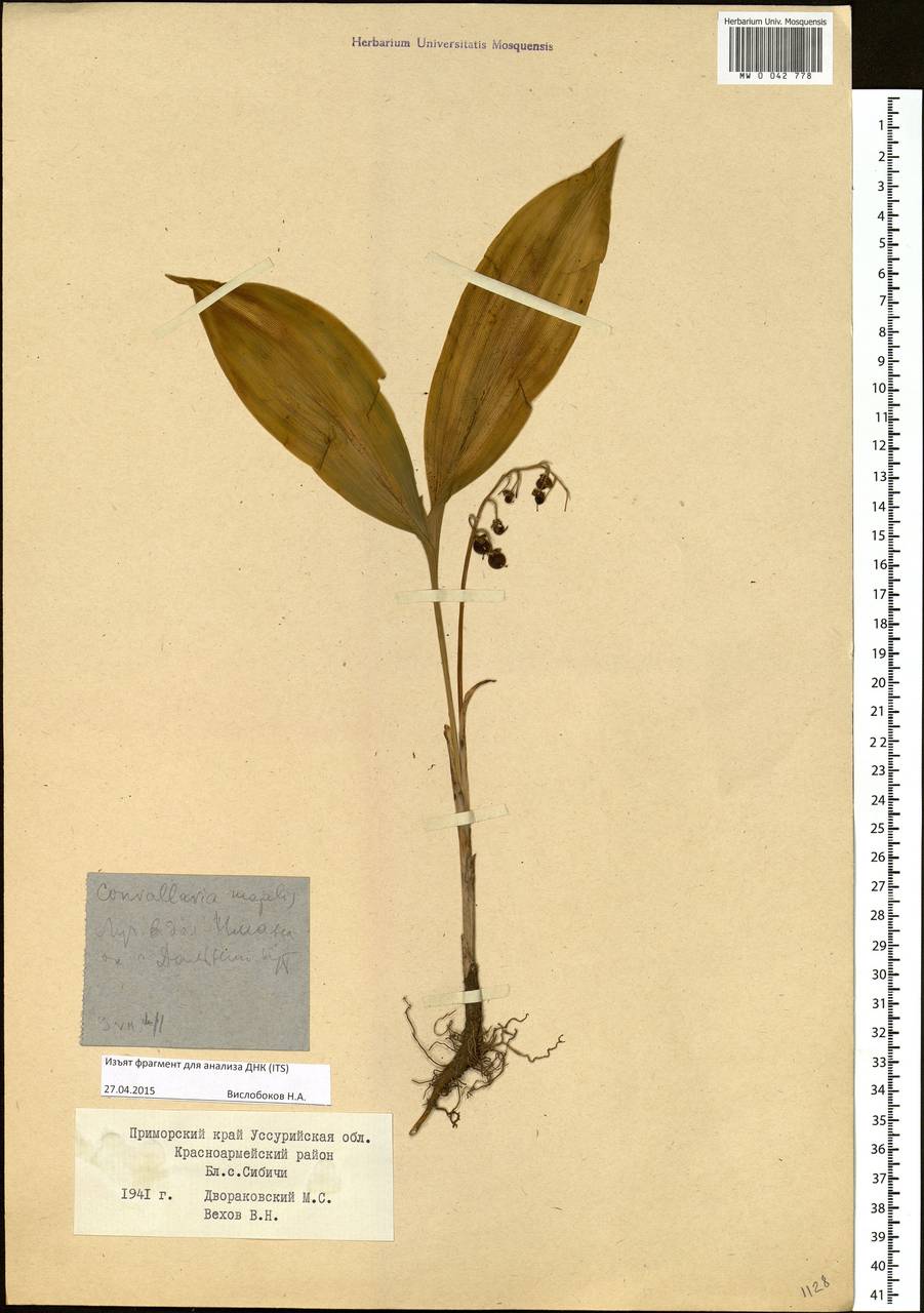 Convallaria keiskei Miq., Siberia, Russian Far East (S6) (Russia)