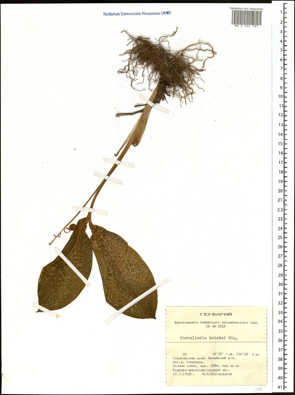 Convallaria keiskei Miq., Siberia, Russian Far East (S6) (Russia)