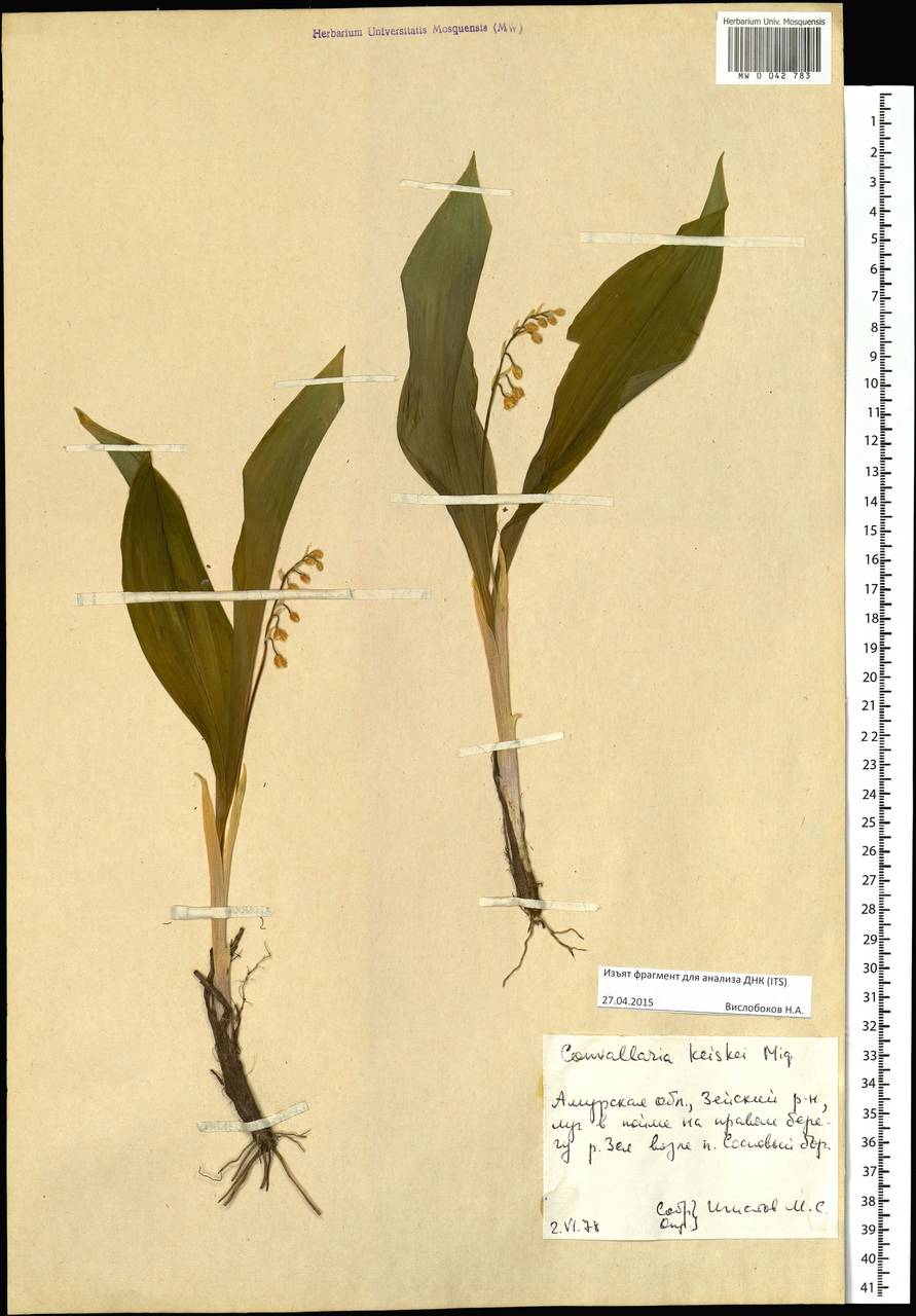 Convallaria keiskei Miq., Siberia, Russian Far East (S6) (Russia)