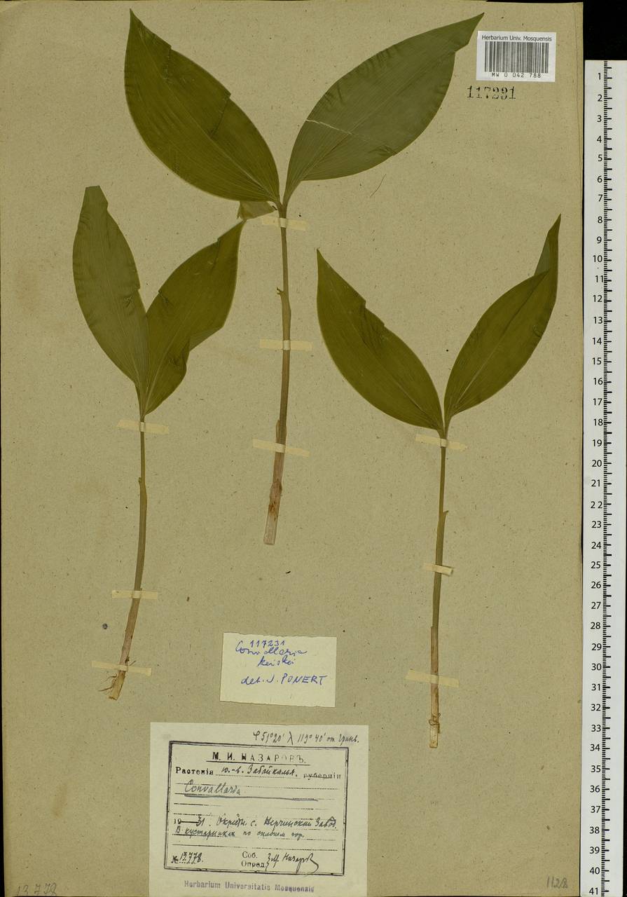 Convallaria keiskei Miq., Siberia, Baikal & Transbaikal region (S4) (Russia)