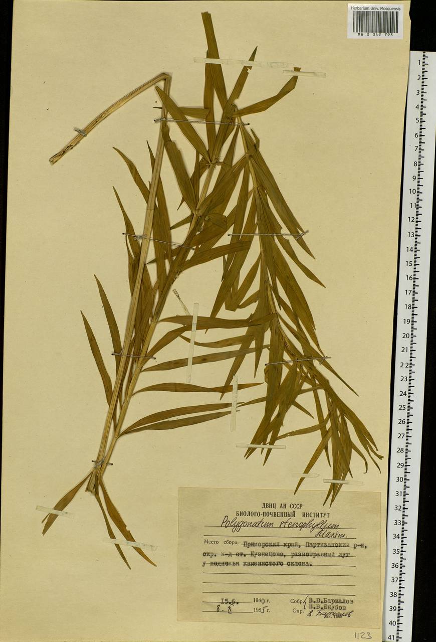Polygonatum stenophyllum Maxim., Siberia, Russian Far East (S6) (Russia)