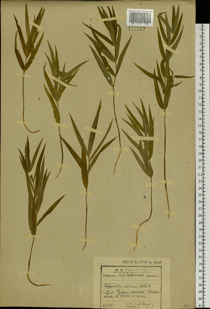 Polygonatum sibiricum Redouté, Siberia, Baikal & Transbaikal region (S4) (Russia)