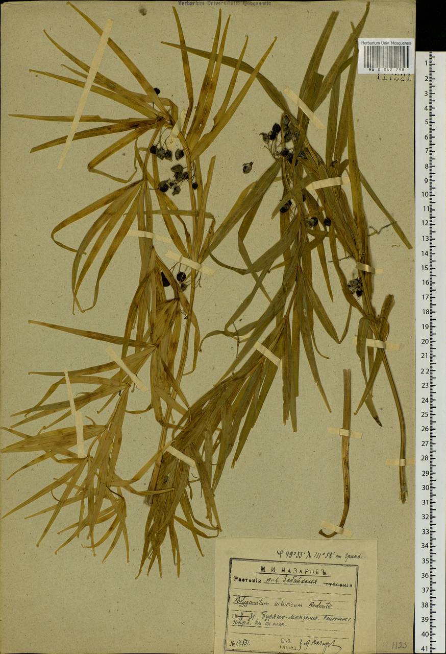 Polygonatum sibiricum Redouté, Siberia, Baikal & Transbaikal region (S4) (Russia)