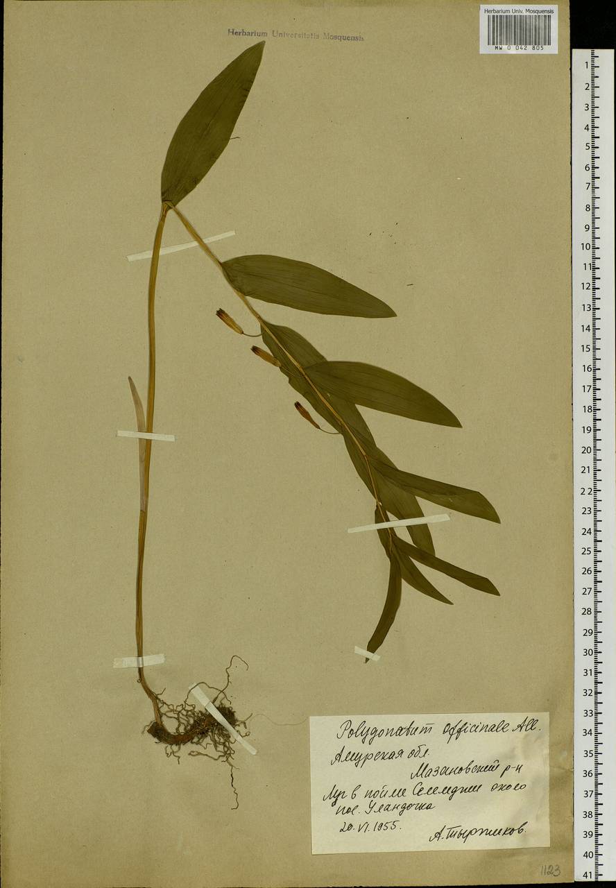 Polygonatum odoratum (Mill.) Druce, Siberia, Russian Far East (S6) (Russia)