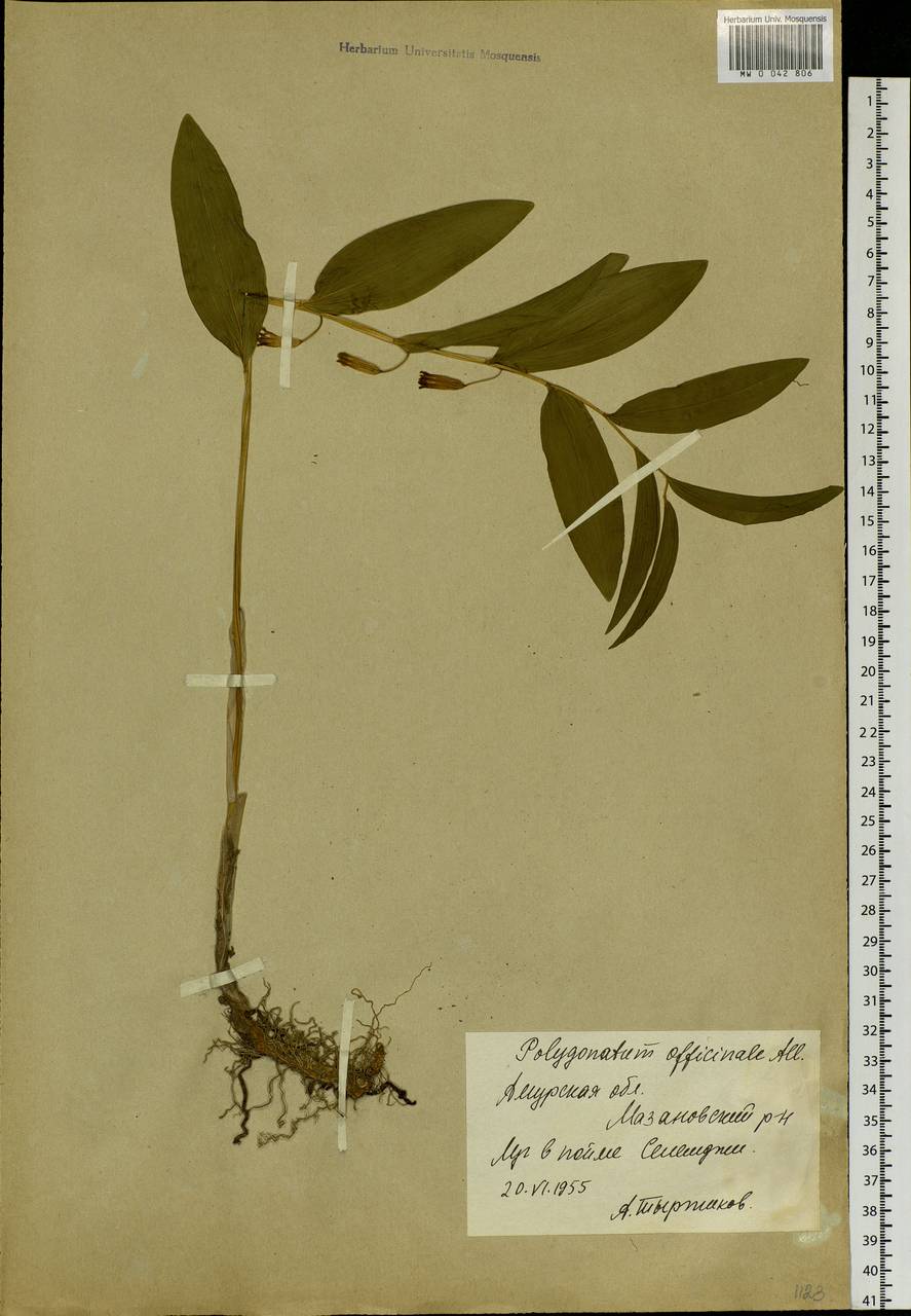 Polygonatum odoratum (Mill.) Druce, Siberia, Russian Far East (S6) (Russia)