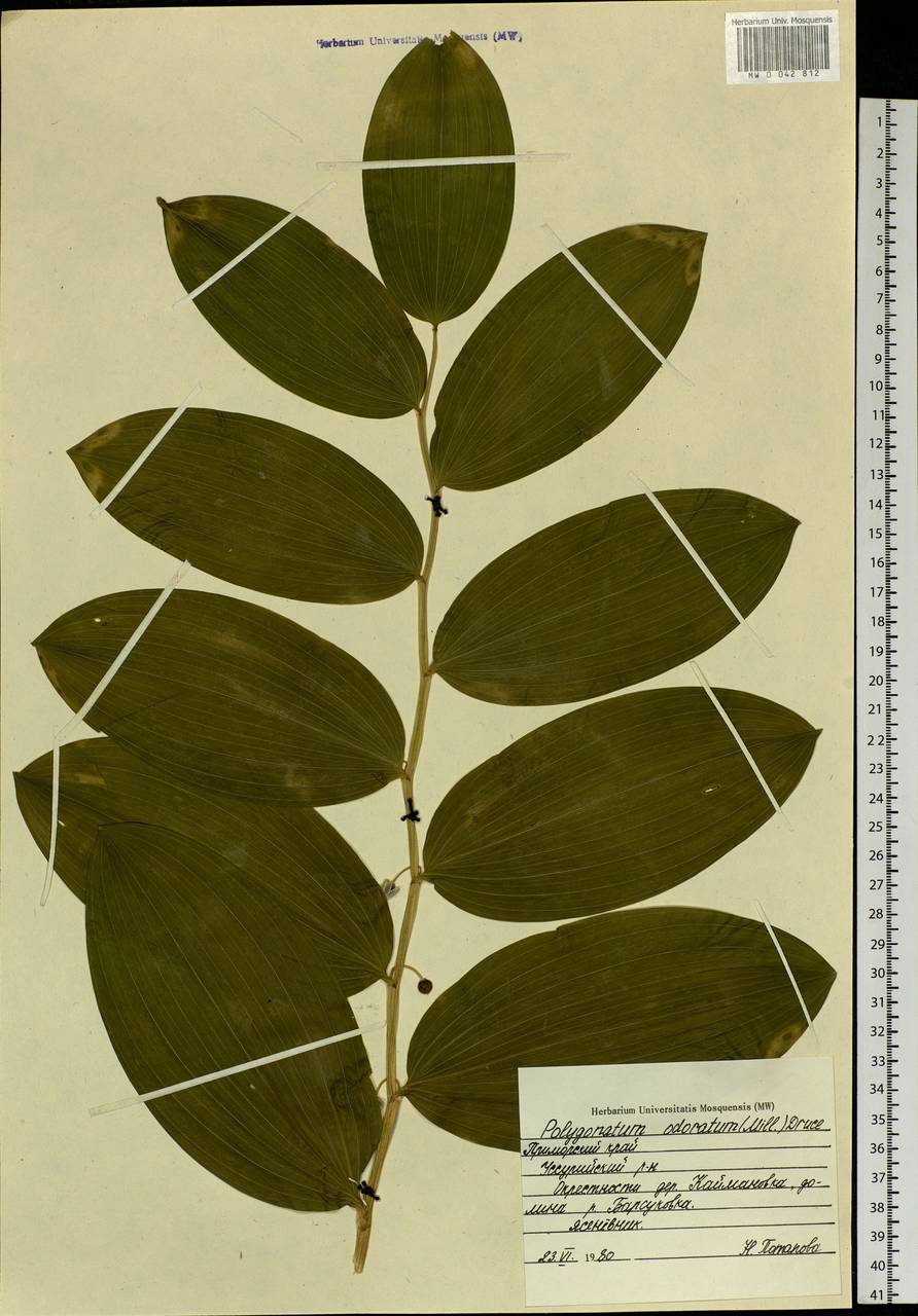 Polygonatum odoratum (Mill.) Druce, Siberia, Russian Far East (S6) (Russia)