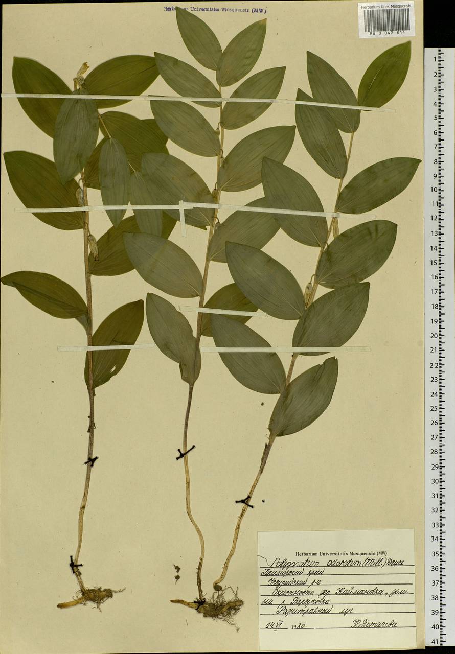 Polygonatum odoratum (Mill.) Druce, Siberia, Russian Far East (S6) (Russia)