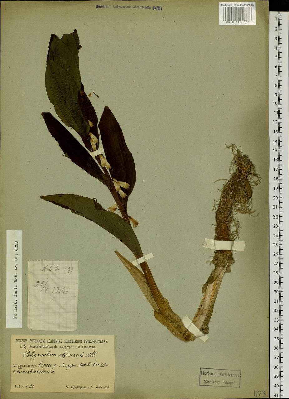 Polygonatum odoratum (Mill.) Druce, Siberia, Russian Far East (S6) (Russia)