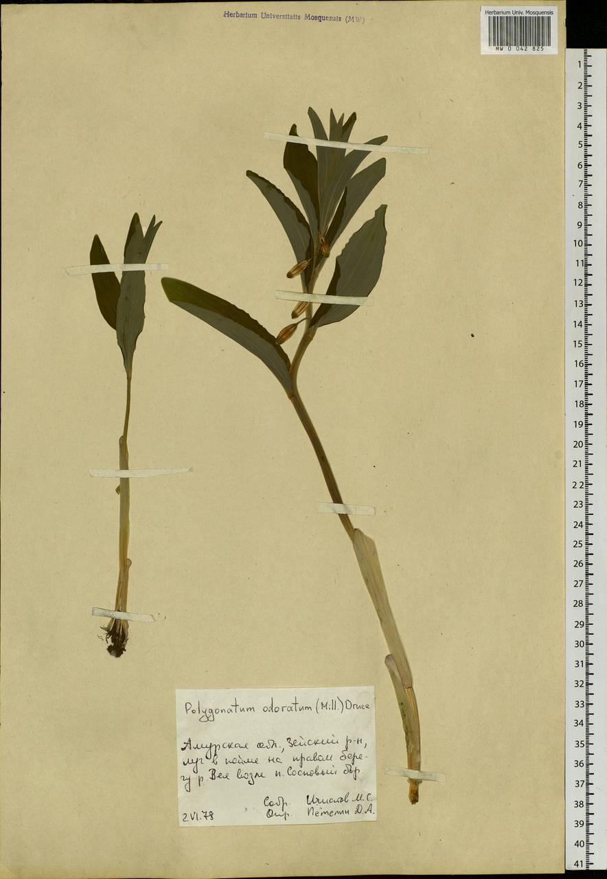 Polygonatum odoratum (Mill.) Druce, Siberia, Russian Far East (S6) (Russia)