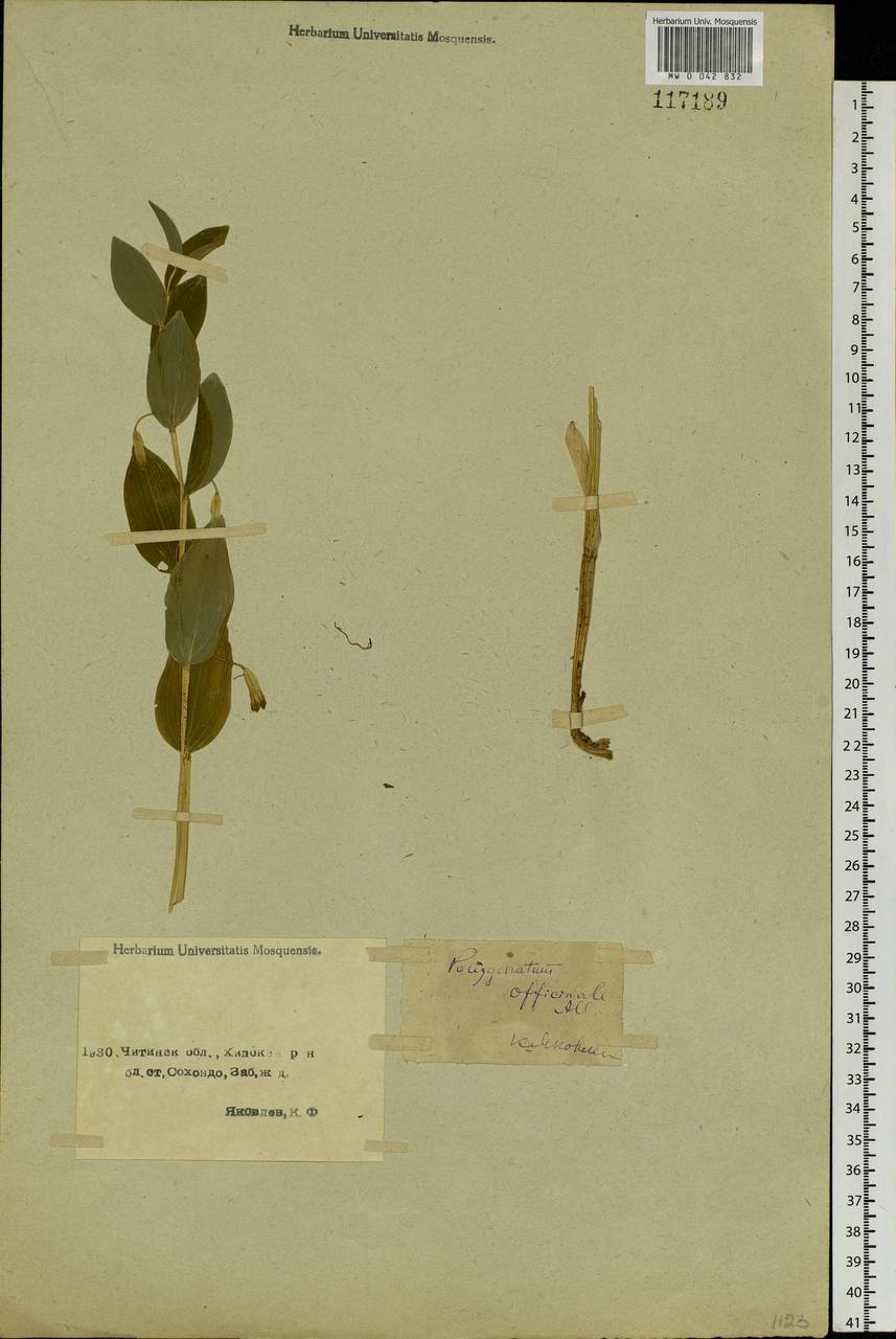 Polygonatum odoratum (Mill.) Druce, Siberia, Baikal & Transbaikal region (S4) (Russia)