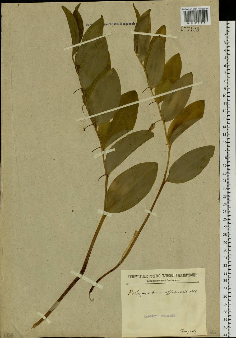 Polygonatum odoratum (Mill.) Druce, Siberia, Baikal & Transbaikal region (S4) (Russia)