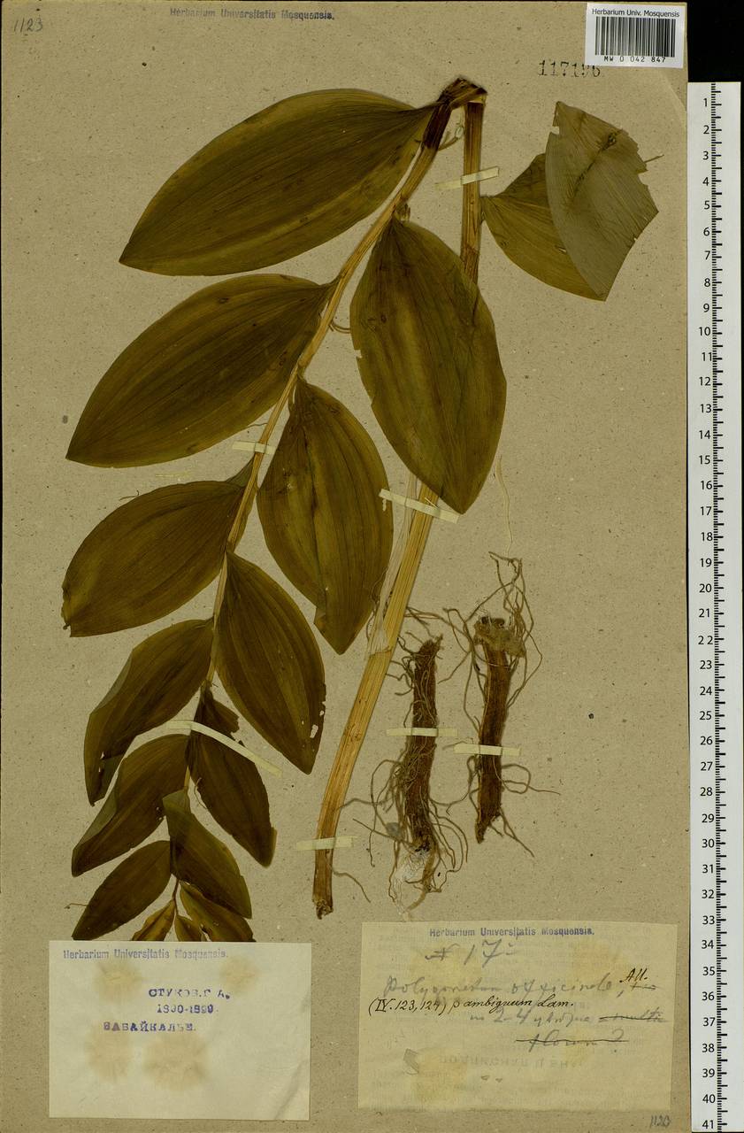 Polygonatum odoratum (Mill.) Druce, Siberia, Baikal & Transbaikal region (S4) (Russia)