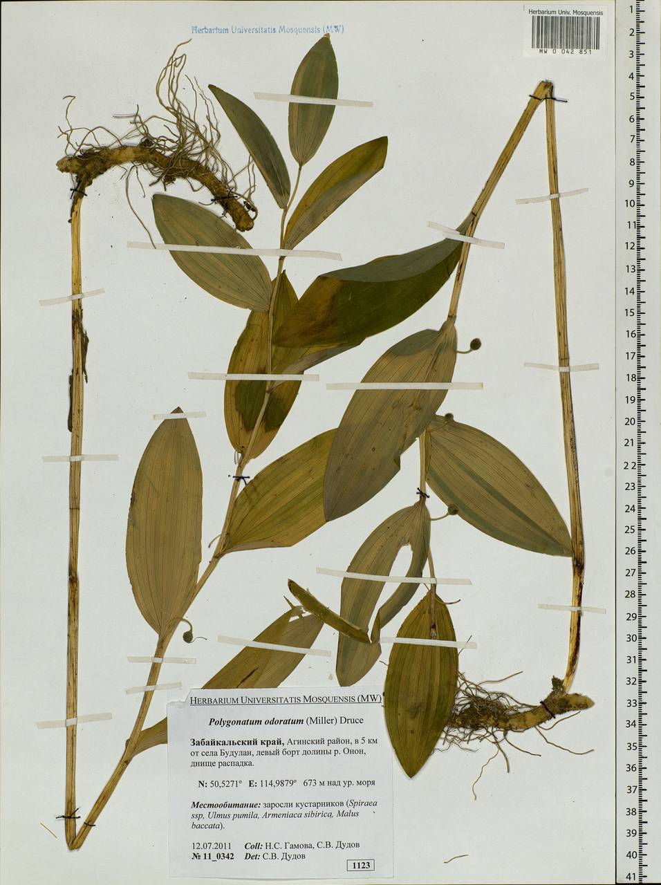 Polygonatum odoratum (Mill.) Druce, Siberia, Baikal & Transbaikal region (S4) (Russia)