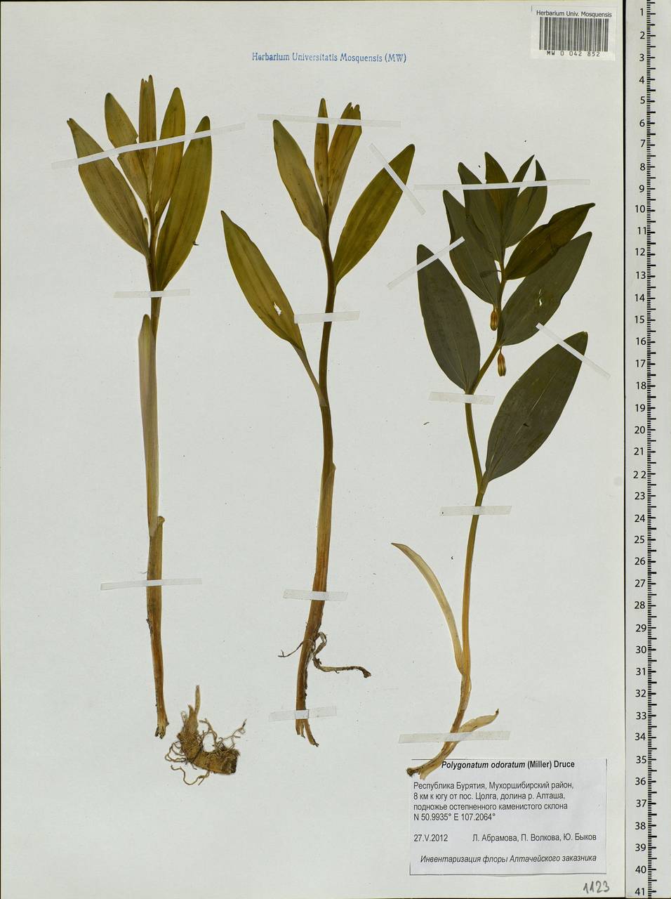 Polygonatum odoratum (Mill.) Druce, Siberia, Baikal & Transbaikal region (S4) (Russia)