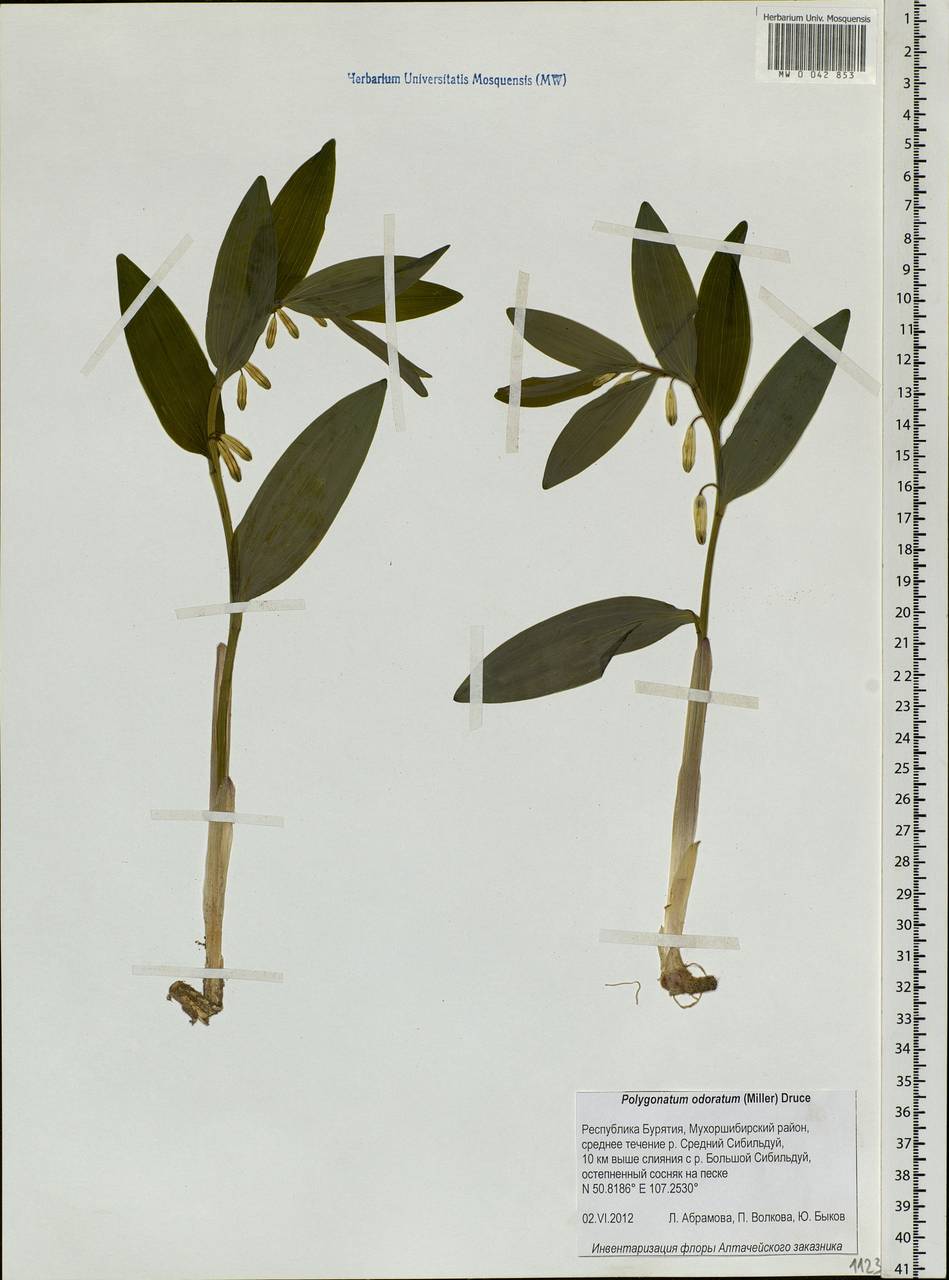Polygonatum odoratum (Mill.) Druce, Siberia, Baikal & Transbaikal region (S4) (Russia)