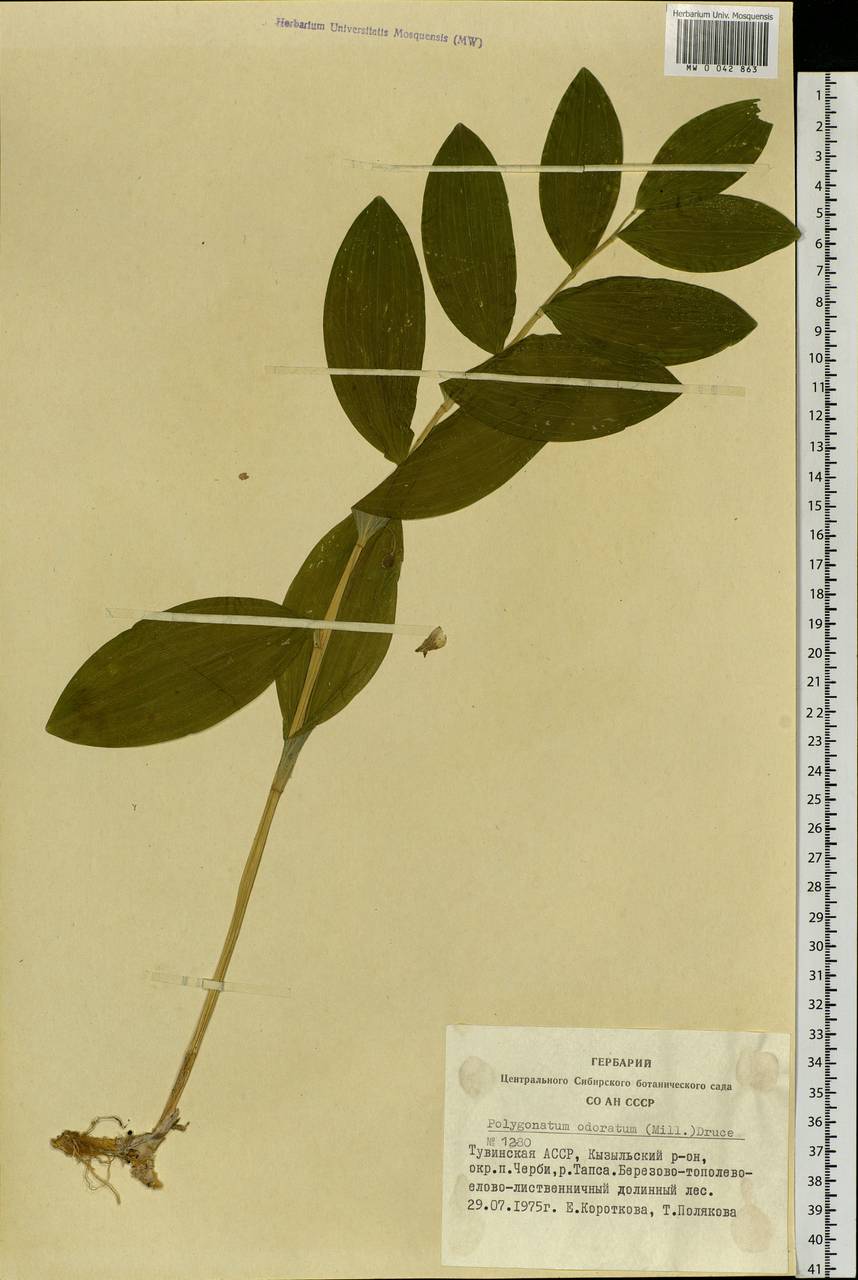 Polygonatum odoratum (Mill.) Druce, Siberia, Altai & Sayany Mountains (S2) (Russia)