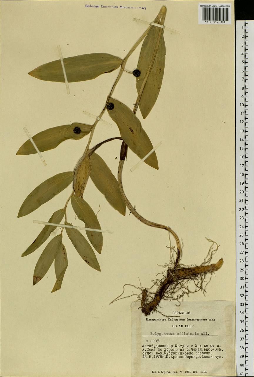 Polygonatum odoratum (Mill.) Druce, Siberia, Altai & Sayany Mountains (S2) (Russia)