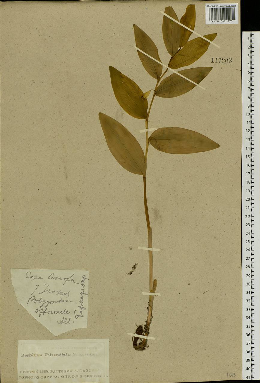 Polygonatum odoratum (Mill.) Druce, Siberia, Altai & Sayany Mountains (S2) (Russia)