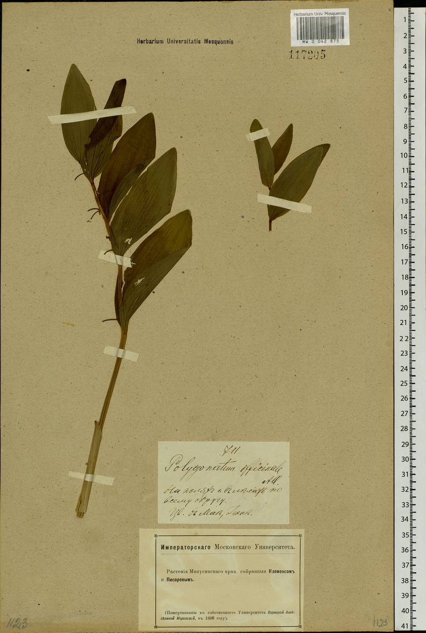 Polygonatum odoratum (Mill.) Druce, Siberia, Altai & Sayany Mountains (S2) (Russia)