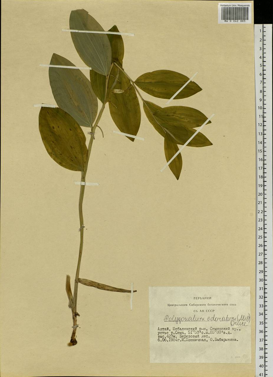 Polygonatum odoratum (Mill.) Druce, Siberia, Altai & Sayany Mountains (S2) (Russia)