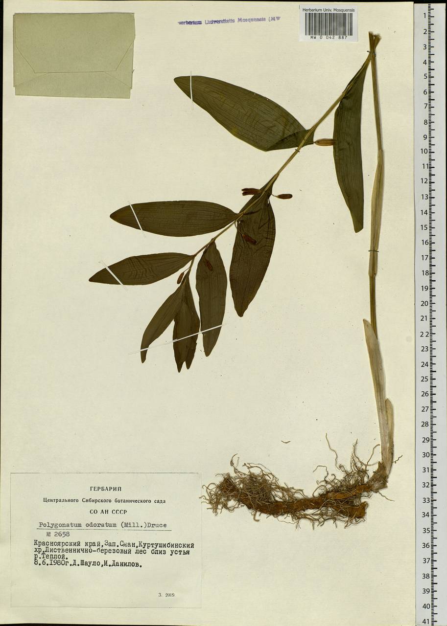 Polygonatum odoratum (Mill.) Druce, Siberia, Altai & Sayany Mountains (S2) (Russia)