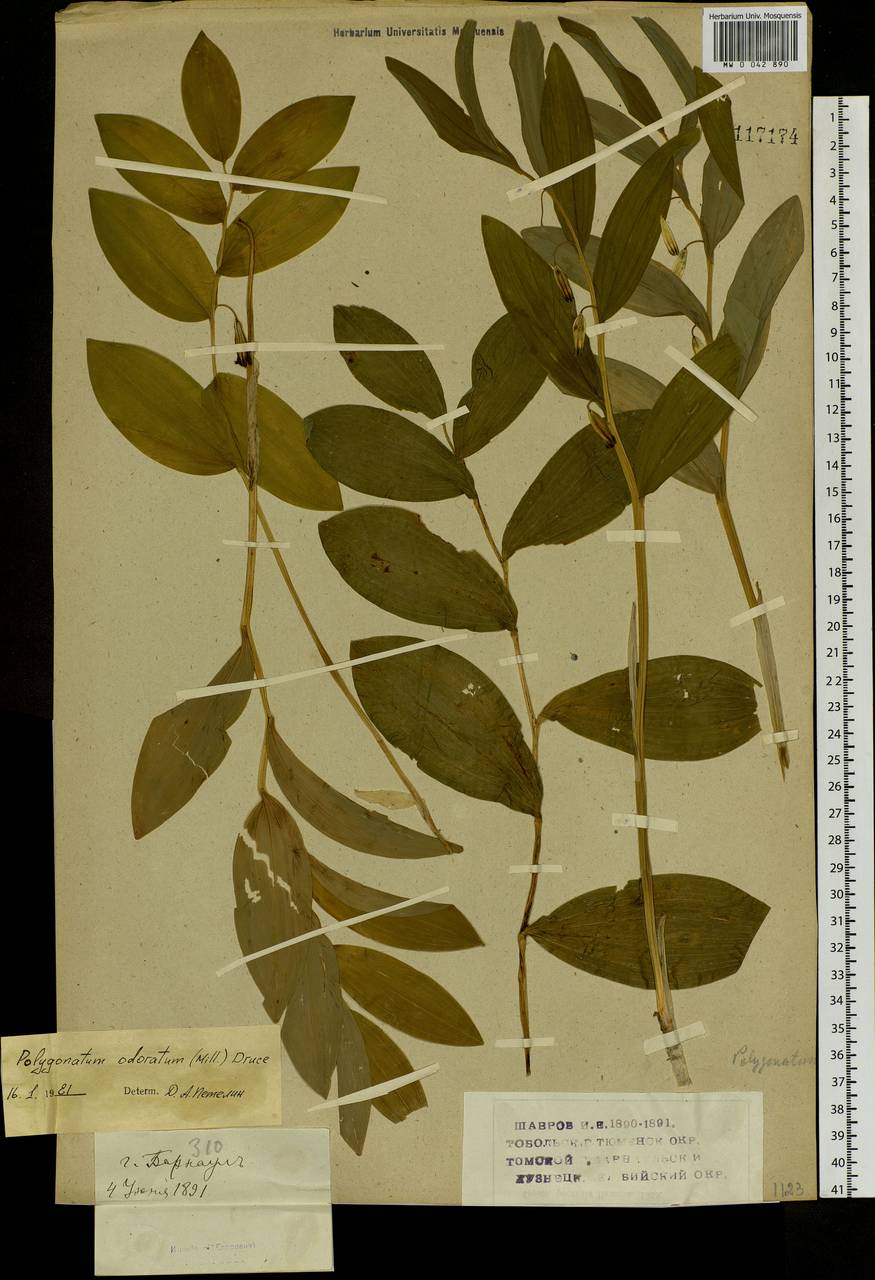 Polygonatum odoratum (Mill.) Druce, Siberia, Altai & Sayany Mountains (S2) (Russia)