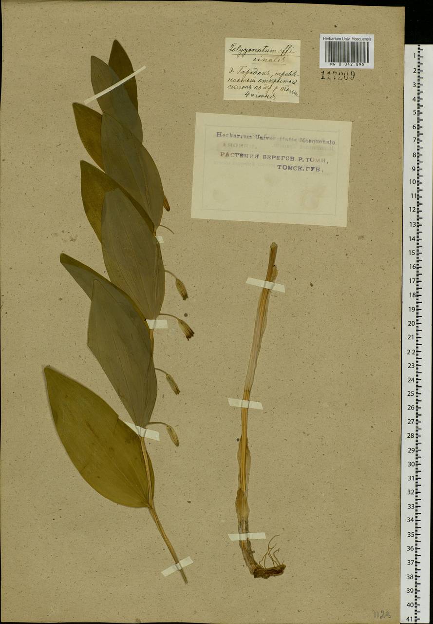 Polygonatum odoratum (Mill.) Druce, Siberia, Western Siberia (S1) (Russia)