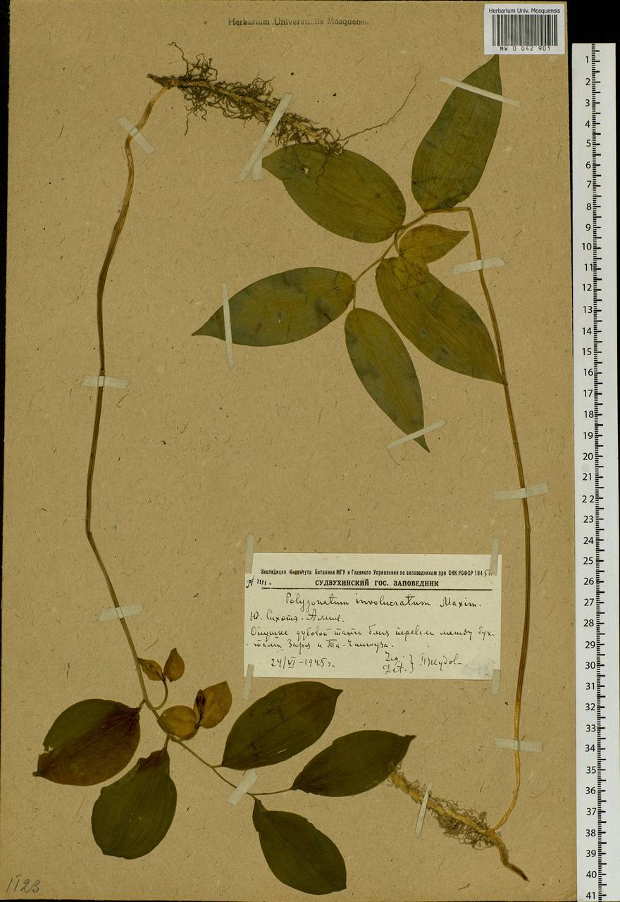 Polygonatum involucratum (Franch. & Sav.) Maxim., Siberia, Russian Far East (S6) (Russia)