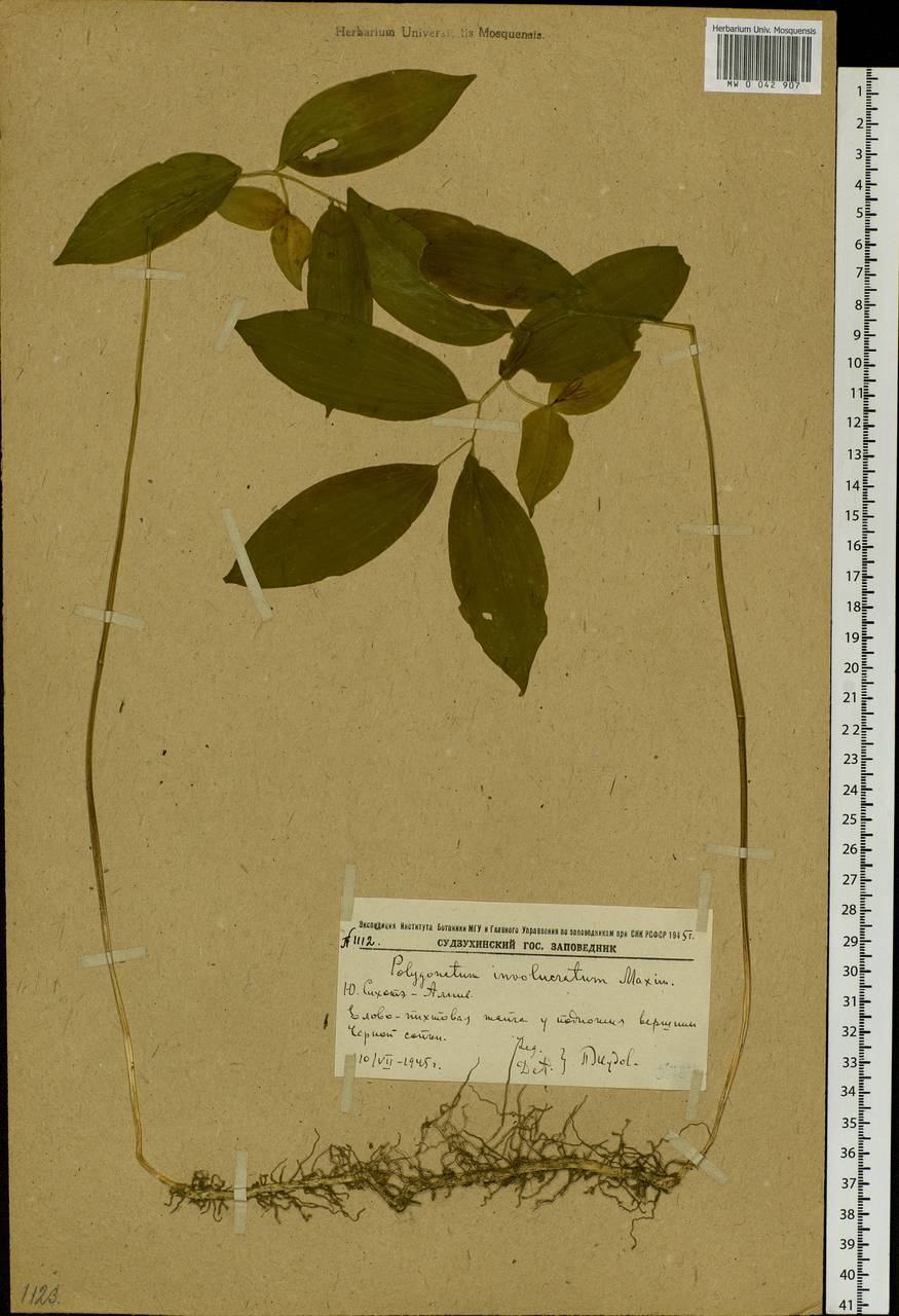 Polygonatum involucratum (Franch. & Sav.) Maxim., Siberia, Russian Far East (S6) (Russia)