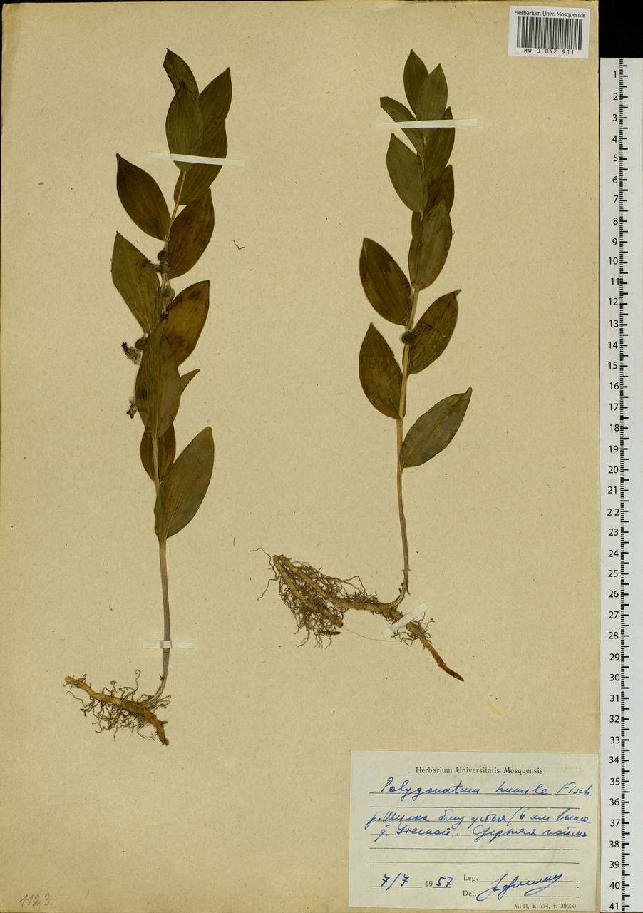 Polygonatum humile Fisch. ex Maxim., Siberia, Baikal & Transbaikal region (S4) (Russia)