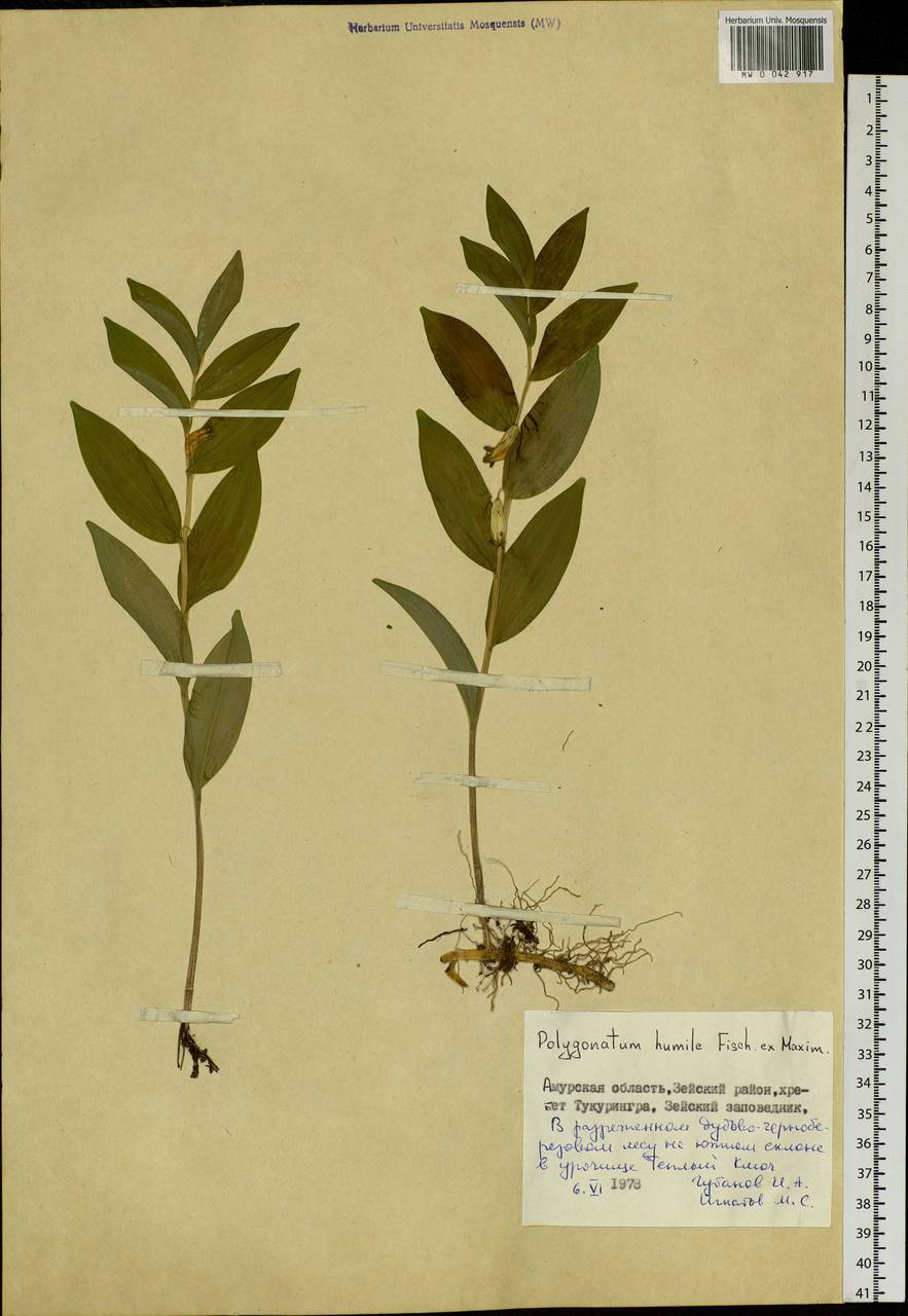 Polygonatum humile Fisch. ex Maxim., Siberia, Russian Far East (S6) (Russia)