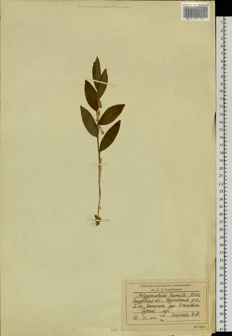 Polygonatum humile Fisch. ex Maxim., Siberia, Russian Far East (S6) (Russia)