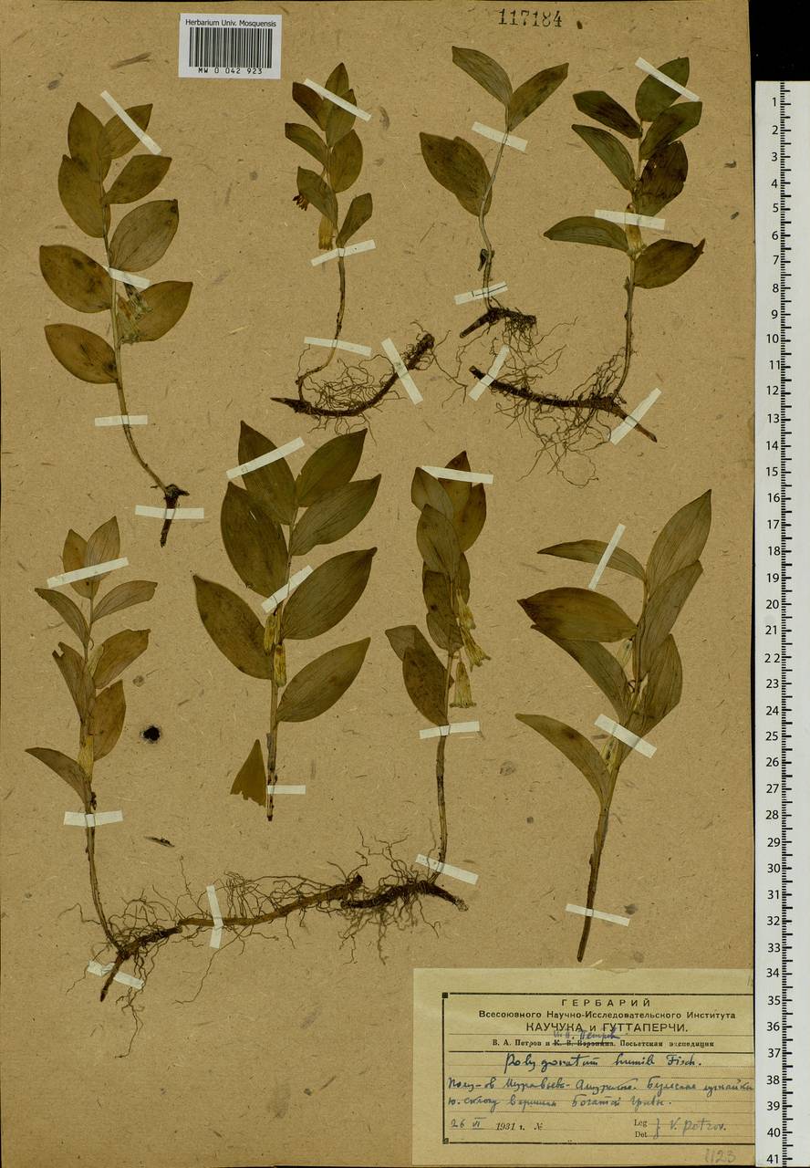 Polygonatum humile Fisch. ex Maxim., Siberia, Russian Far East (S6) (Russia)