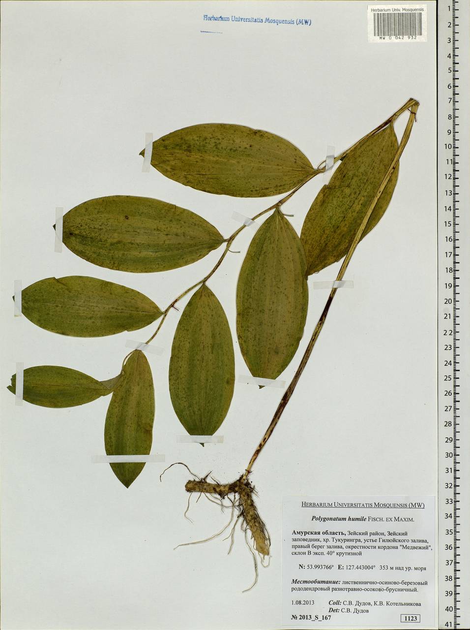 Polygonatum humile Fisch. ex Maxim., Siberia, Russian Far East (S6) (Russia)