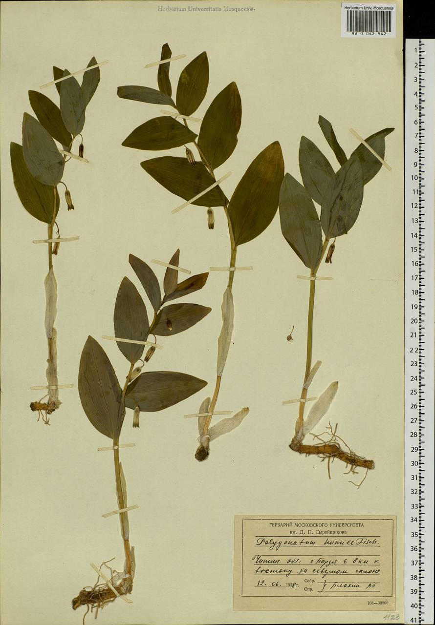 Polygonatum humile Fisch. ex Maxim., Siberia, Baikal & Transbaikal region (S4) (Russia)